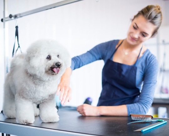 Brushing Up on Pet Grooming Certifications