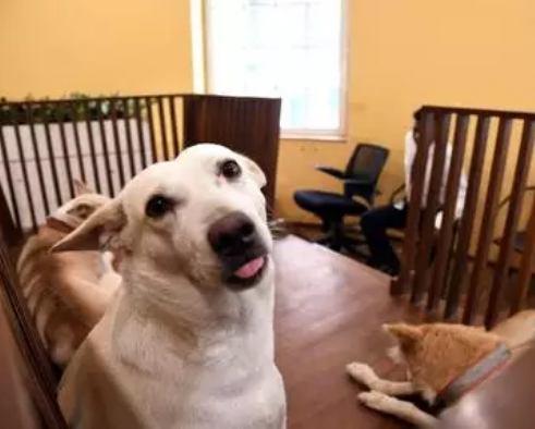 Dogs and Breeds In India