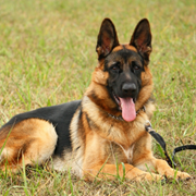 German Shepherd Health Care