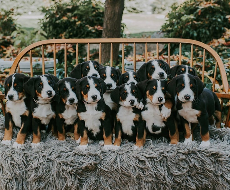 How Big Do Greater Swiss Mountain Dogs Get