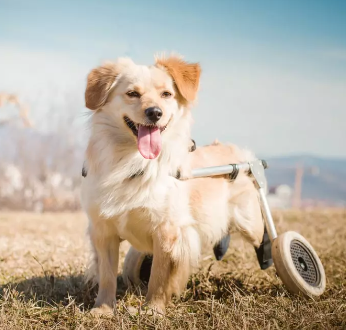 IVDD In Dogs