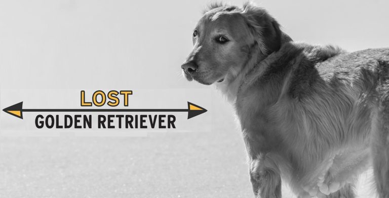 Lost Golden Retriever