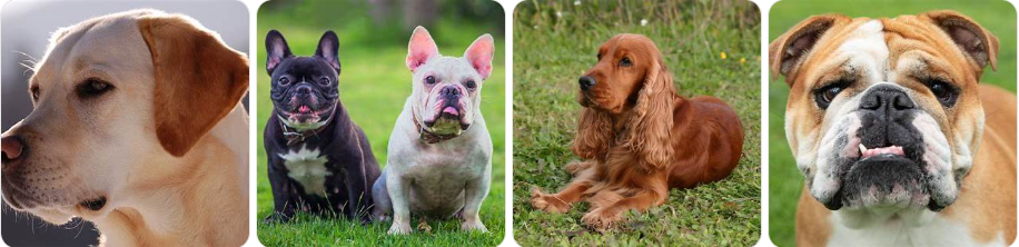 Most Popular Breed Of Dog UK