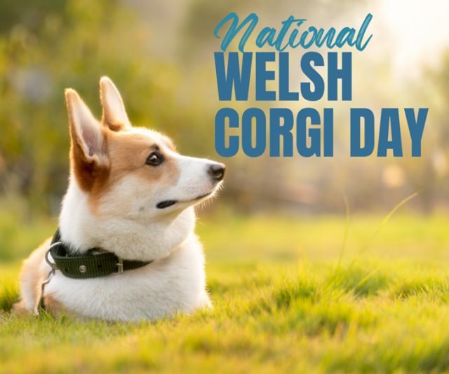 National Welsh Day Celebrate With Petworks Dog Care Pros