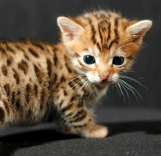 Price Bengal Kitten
