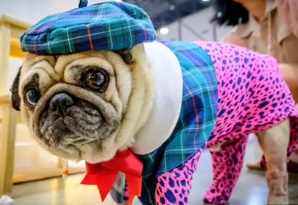 pug dog health problems