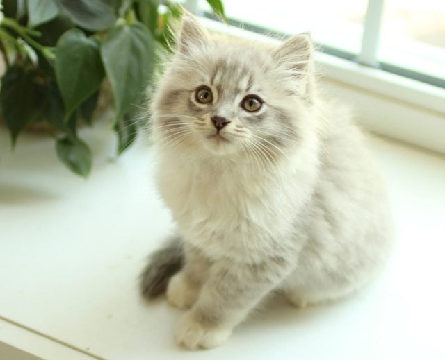 Ragdoll Kitten Price - Petworks Kitten Wellness Care Guide