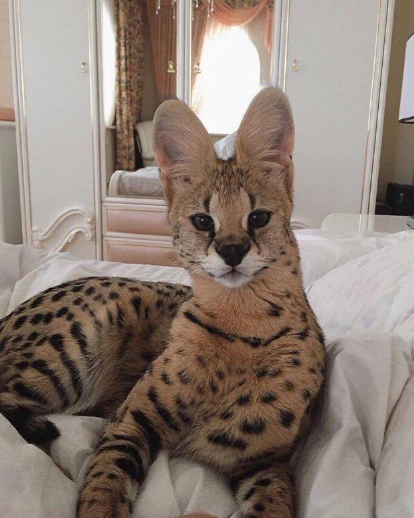 Savannah Cat