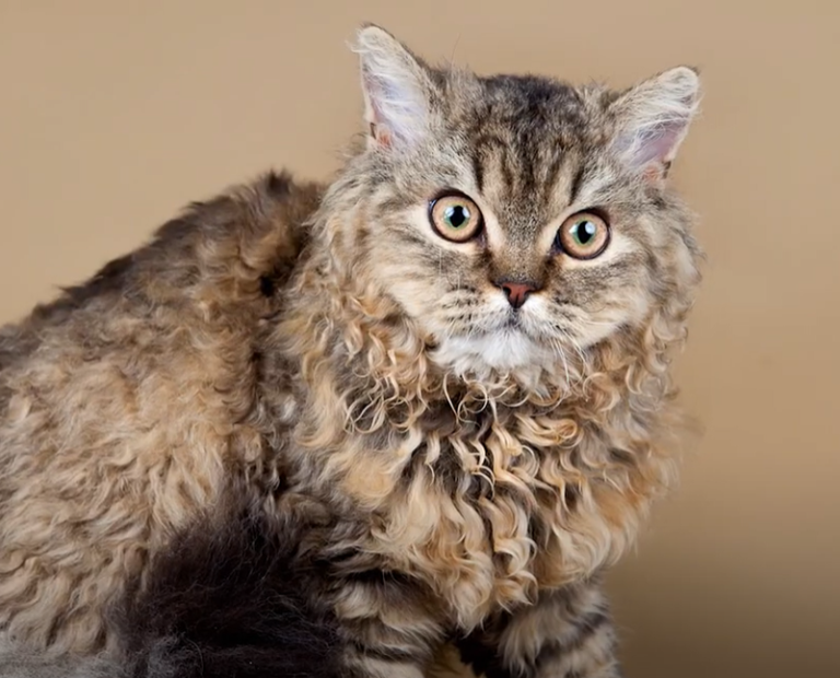 Selkirk Rex Cat Breed