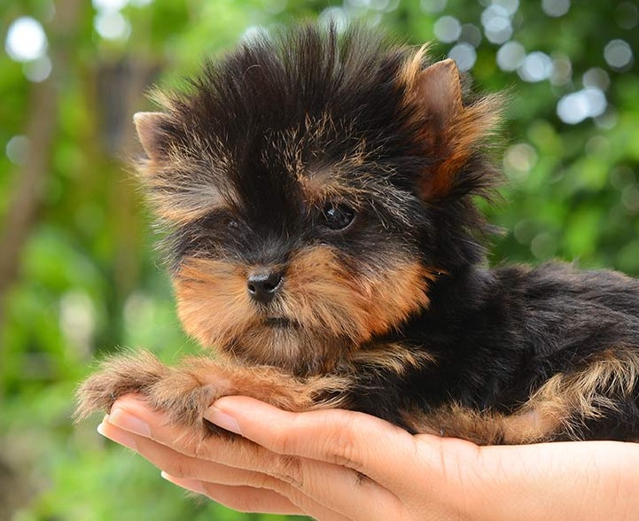 Teacup Yorkie Puppy Care - Guidance From Petworks Canine Care