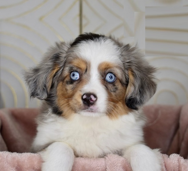Toy Australian Shepherd