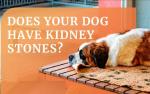 Picture of Can Kidney Stones In Dogs Be Treated Without Surgery?