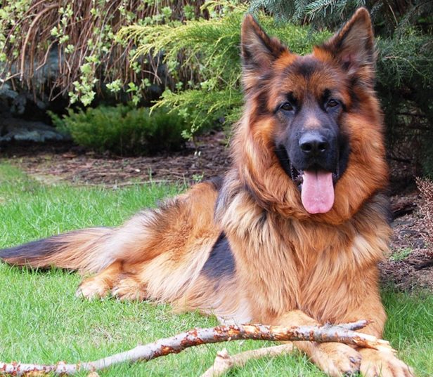 Long Haired German Shepherd