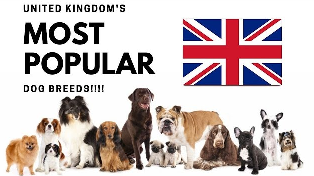 most popular dog breeds in the United Kingdom