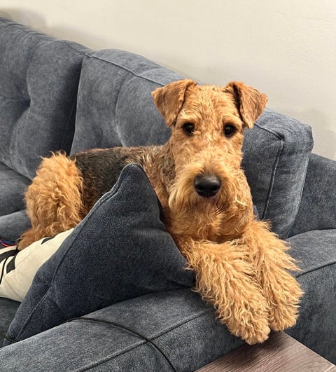 What Is An Airedale Terrier