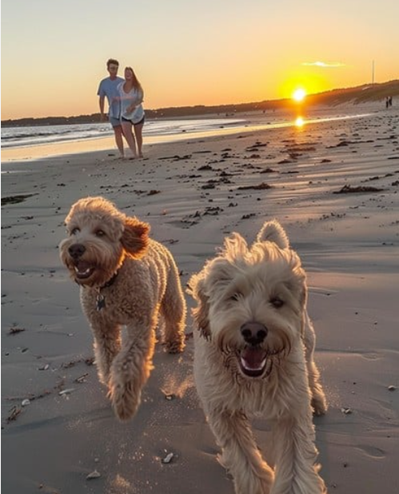 Best Dog Food For Labradoodles