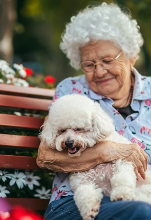Bichon Frise Poodle Mix