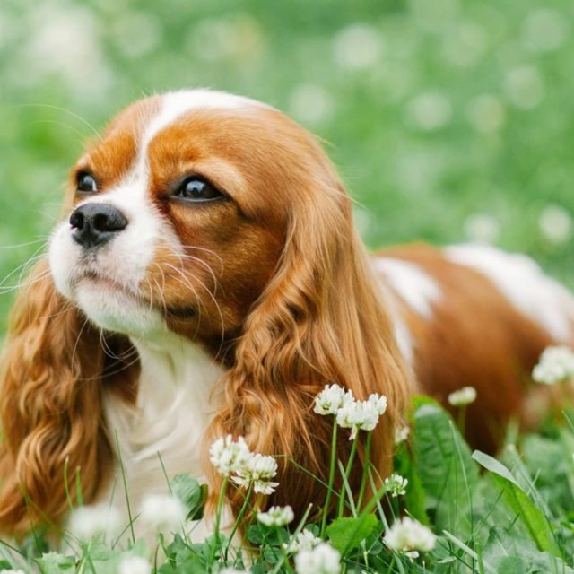 The Cavalier King Charles Spaniel Dog Breed Care