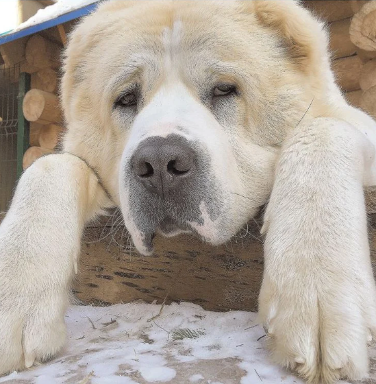 Central Asian Shepherd