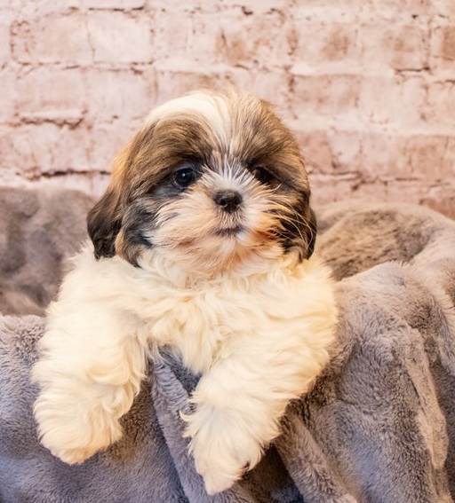 Lhasa Apso Puppies