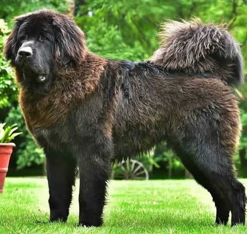 Costliest Dog Breed