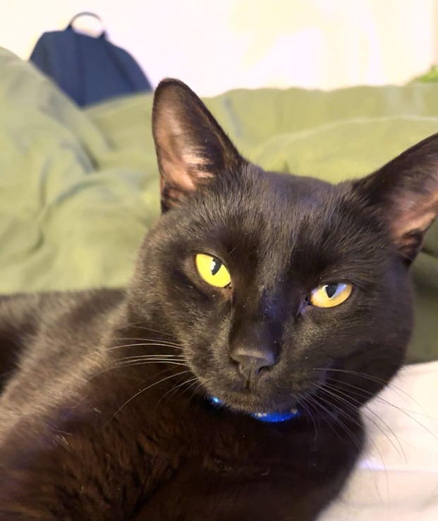Cats Meow