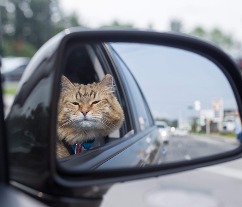 cat transport services
