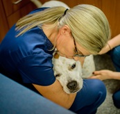 pet hospice care