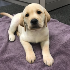 how to socialize a puppy