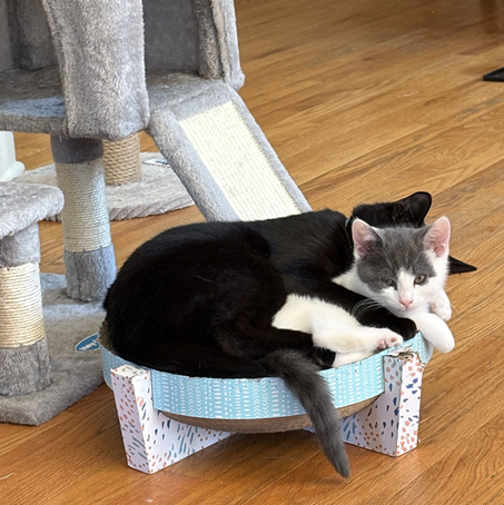 Bombay Cat Personality Traits