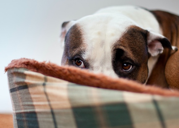 Dog Anxiety Home Remedies