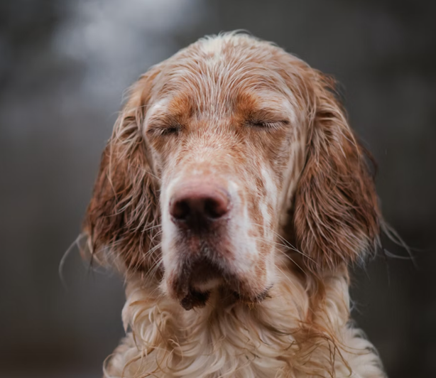 Dog Seasonal Allergies