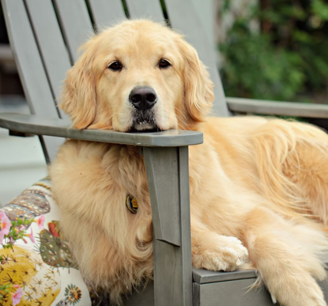 Golden Retriever Training
