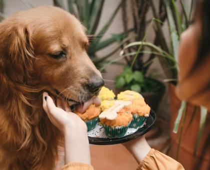 Homemade Dog Food