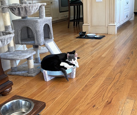 Cat Wellness