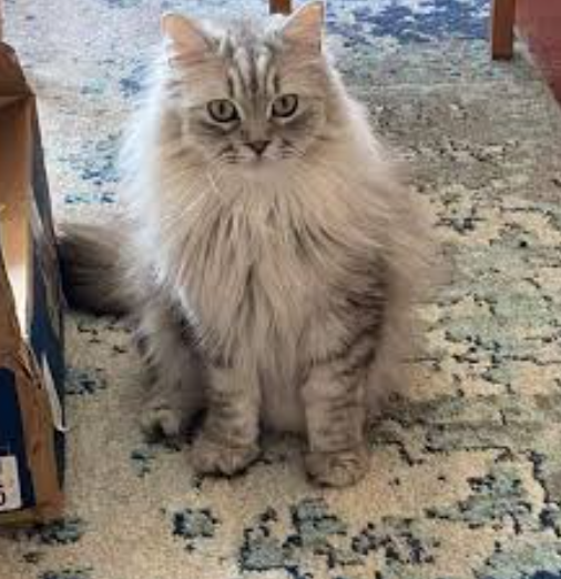 Ragamuffin Cat