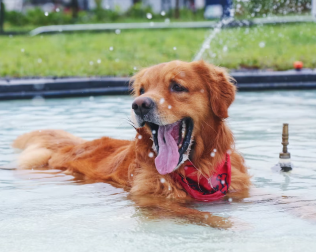 Summer Heat Safety Tips For Pets