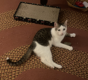 Fancy Feast Wet Cat Food