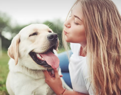 labrador retriever diet