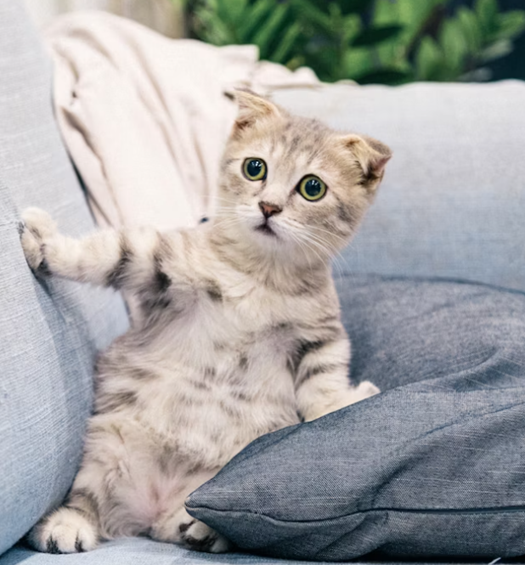 Kitten To Cat Vet