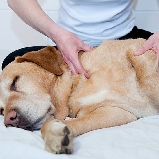 Dog Needs Chiropractic