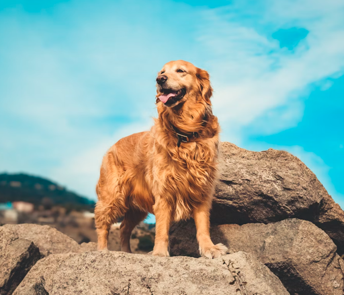 Holistic Care Tips for Golden Retrievers