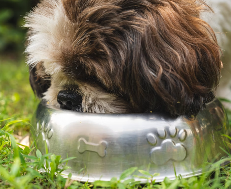 How Often Should I Feed My Dog