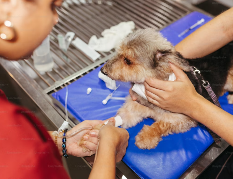 Is This Rash On My Dog Serious