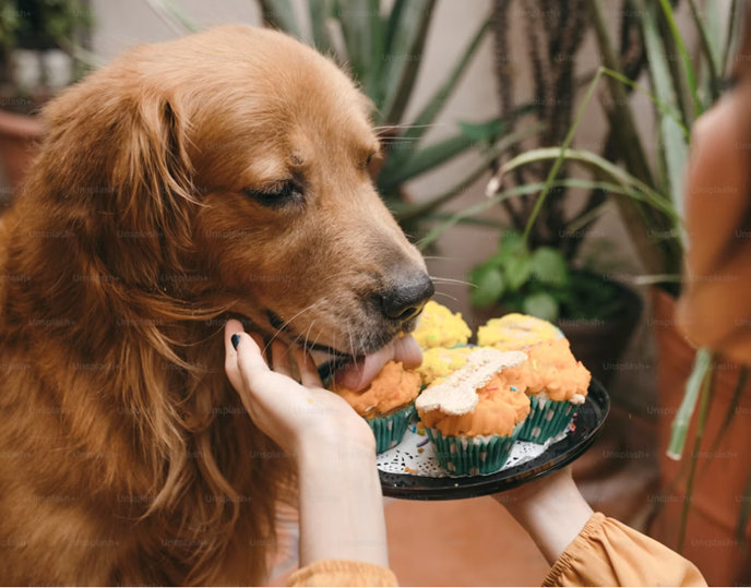 Novel Protein Dog Food