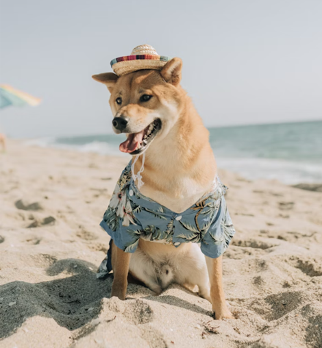 Preventing Heatstroke in Dogs