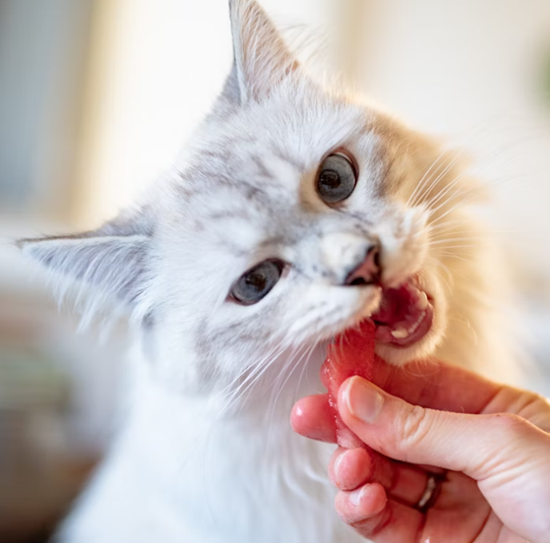 What should I feed a newborn kitten