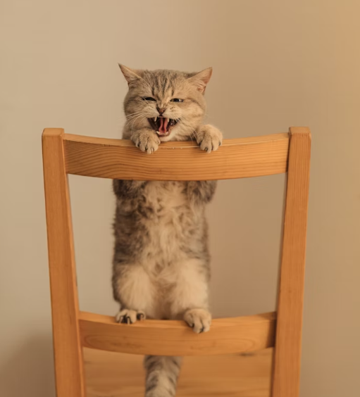 cat suddenly aggressive