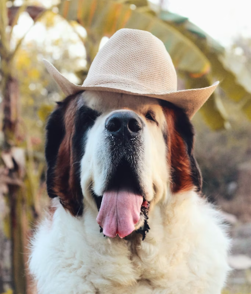 dog trainer dallas