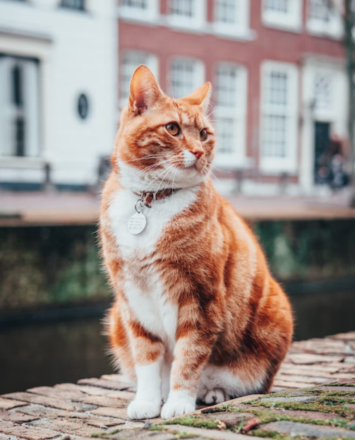 feline behaviorist near me